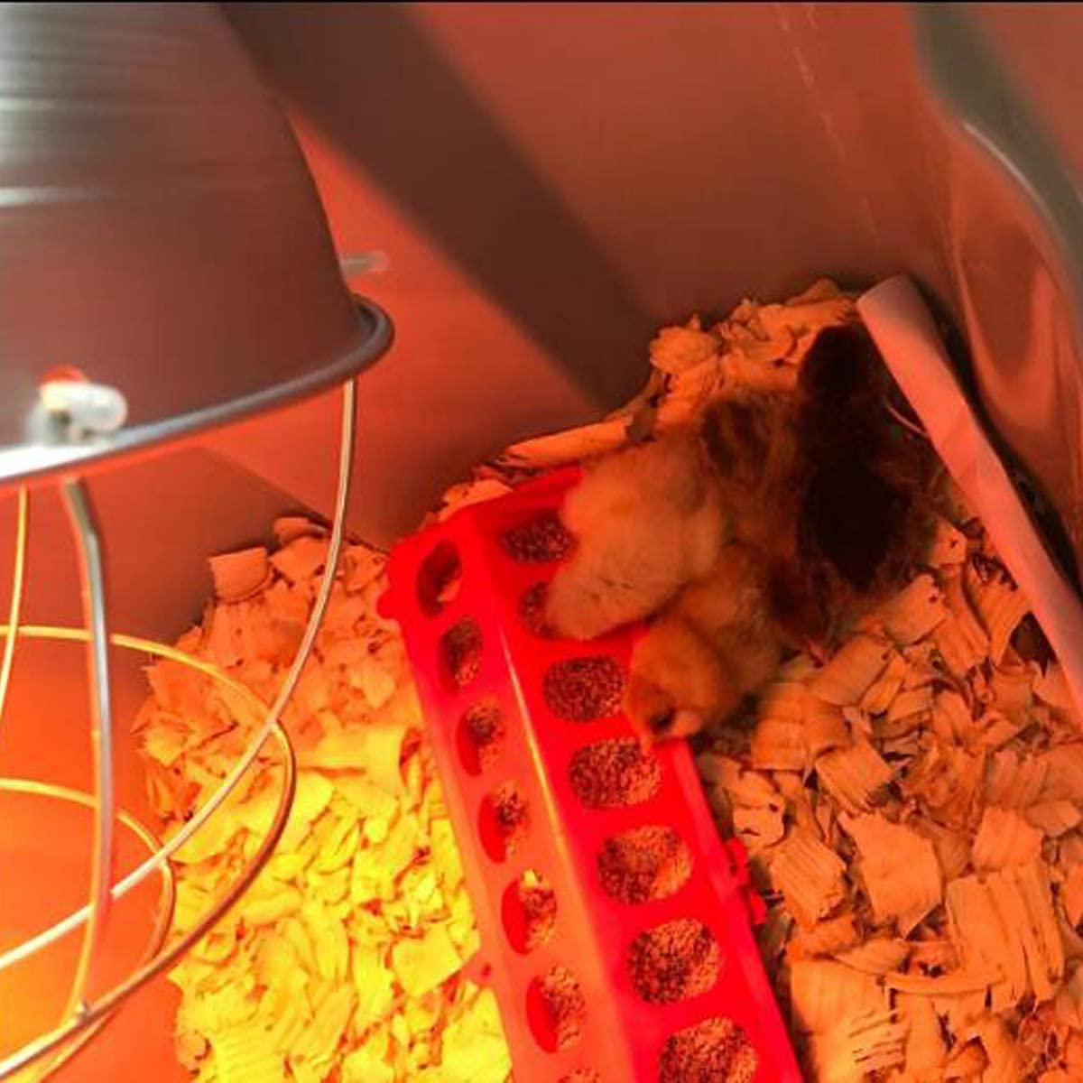 Jtuxcke poultry feeder packaging shows two-color options for setup