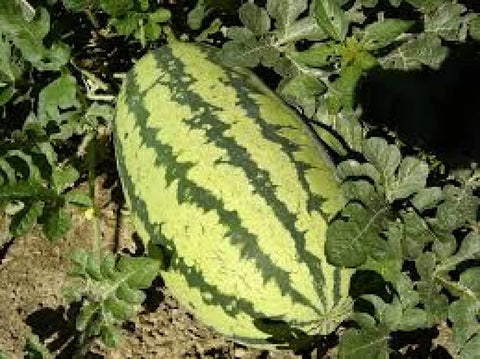 Jubilee Watermelon harvest-ready fruit promising sweet, juicy yields.