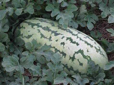 Jubilee Watermelon seedling transplant demonstrates hardening before garden bed.