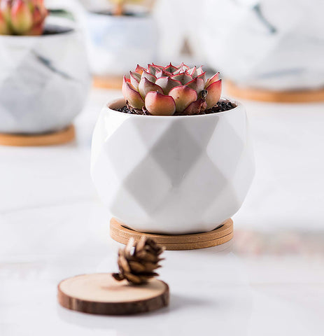 Jucoan ceramic planters make thoughtful gifts for plant lovers and home offices.