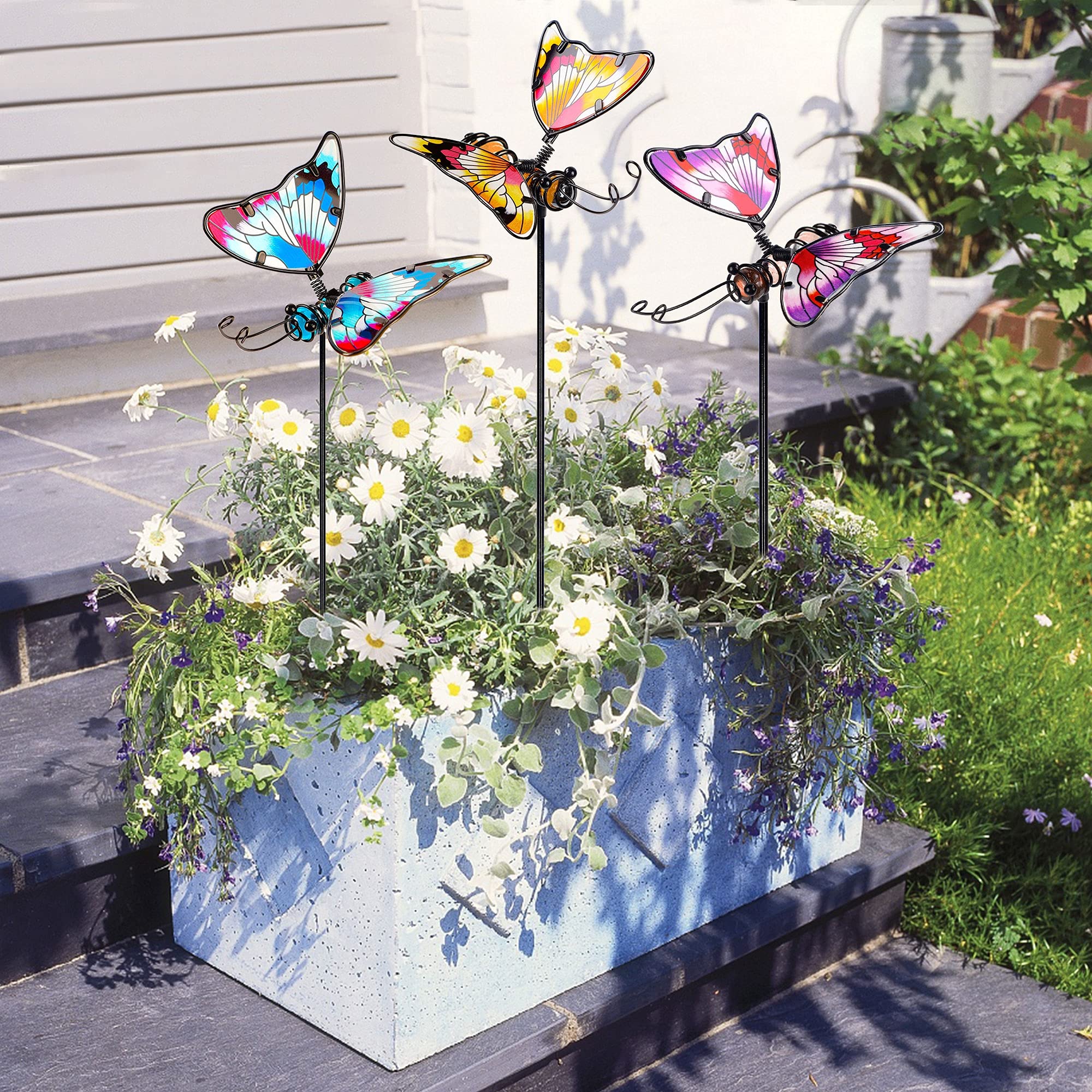 Three-pack display adds lively color to yard or garden.