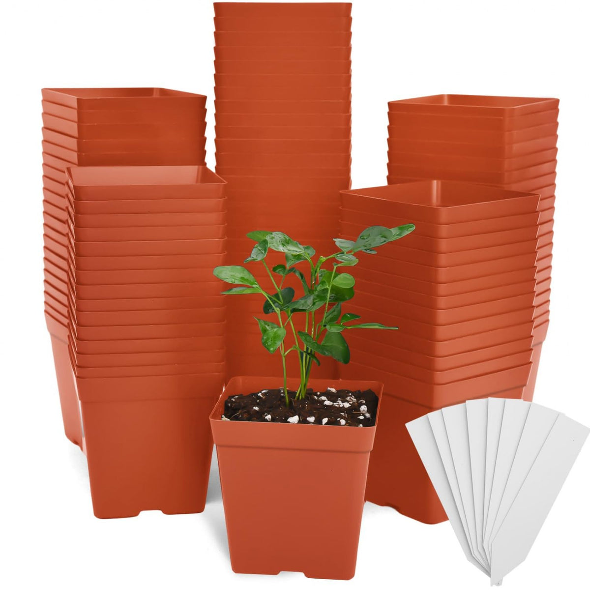 June Fox 100-pack red square nursery pots for seedling start and organization.