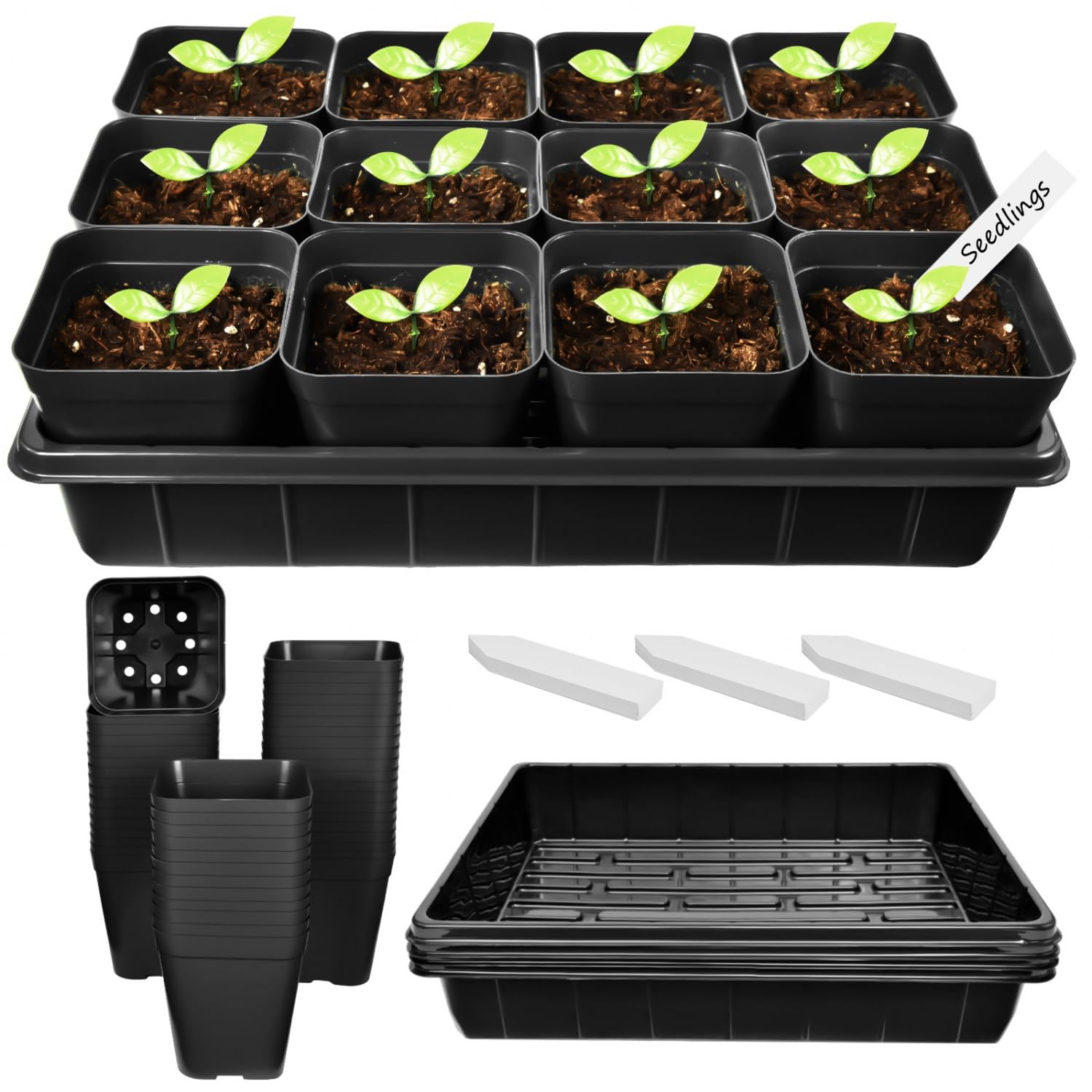 June Fox 4 inch nursery pot with drainage holes for healthy roots.