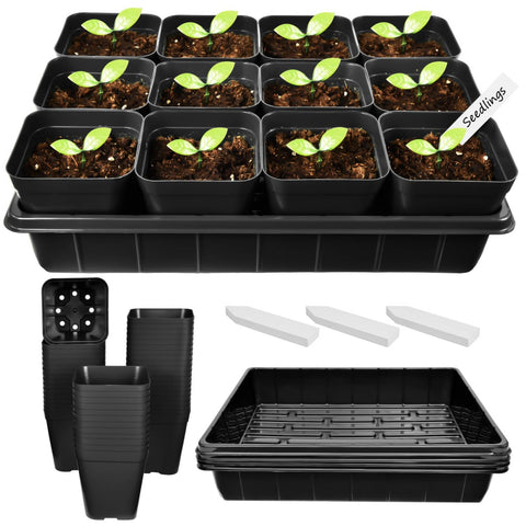 June Fox 4 inch nursery pot with drainage holes for healthy roots.