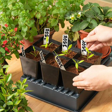 June Fox greenhouse use shows versatile square pots for seedlings and patio planting.
