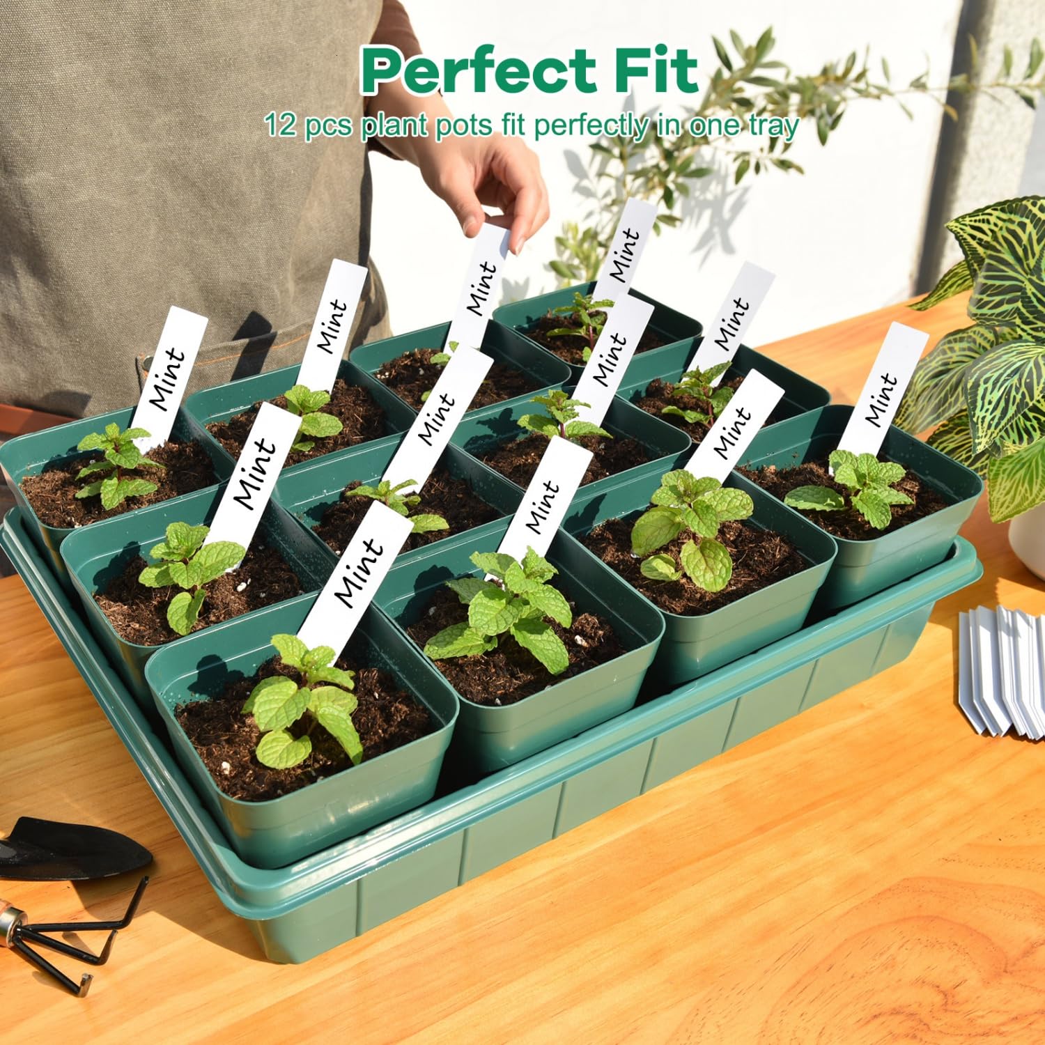 June Fox 60 plant labels for organized seed tracking