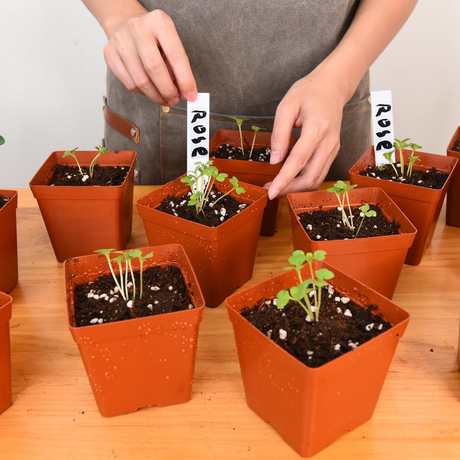 June Fox seedling setup shown in greenhouse for efficient planting.