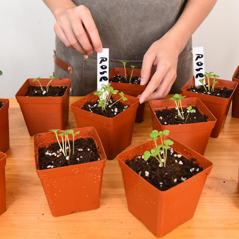 June Fox seedling setup shown in greenhouse for efficient planting.