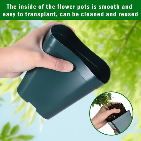 June Fox 4-inch green transplant-ready pots minimize root disturbance.