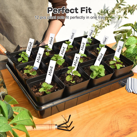 June Fox seedling pots with bottom drainage prevent waterlogging and root rot.
