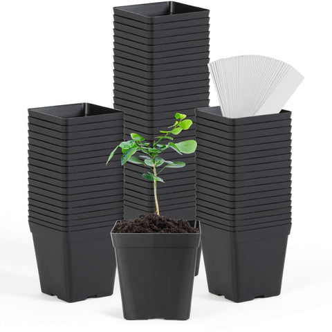 June Fox square nursery pot 60-pack, ideal for seedling trays and space-saving planting.