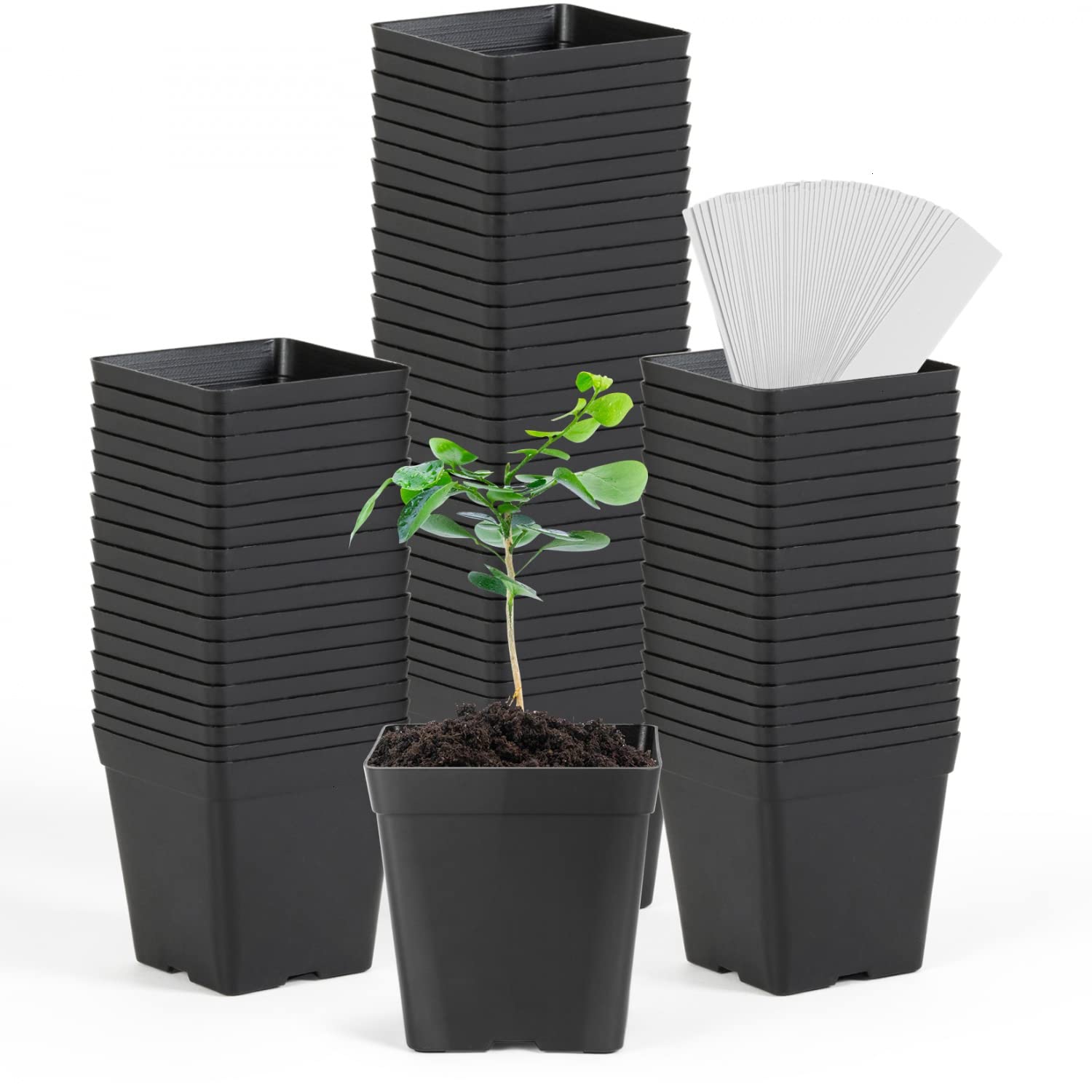 June Fox square nursery pots with 3.3-inch opening for easy transplanting.