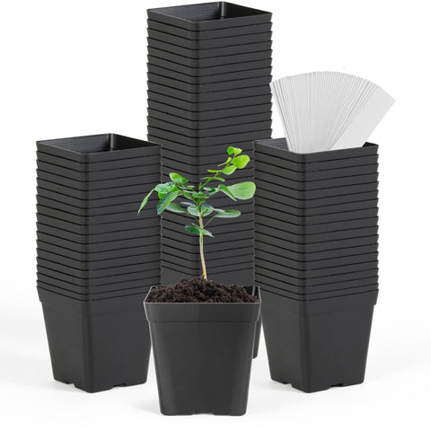 June Fox square nursery pots with 3.3-inch opening for easy transplanting.