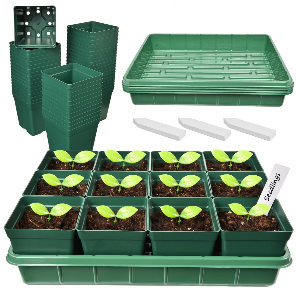 June Fox 60 small nursery pots with drainage holes support healthy root development