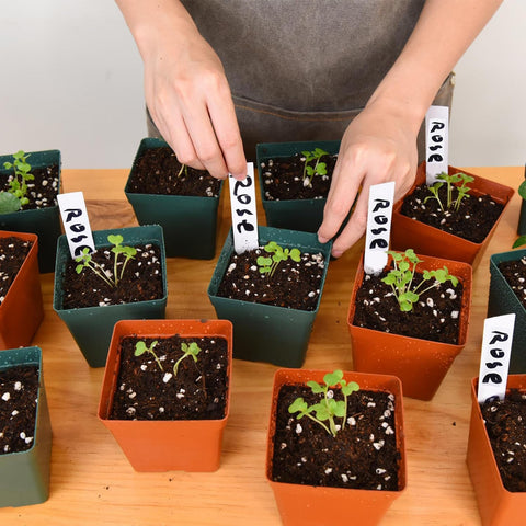 June Fox 100-pack square pots are reusable across seasons.