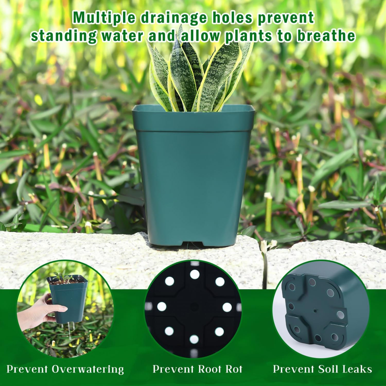 June Fox seedling pot design enables easy transplant without root disturbance.