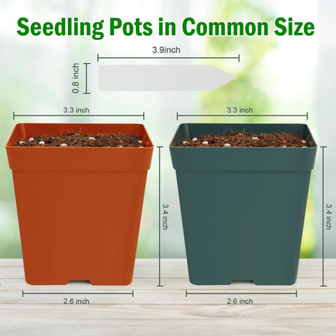 June Fox square nursery pot side view showing compact form for transplantation.