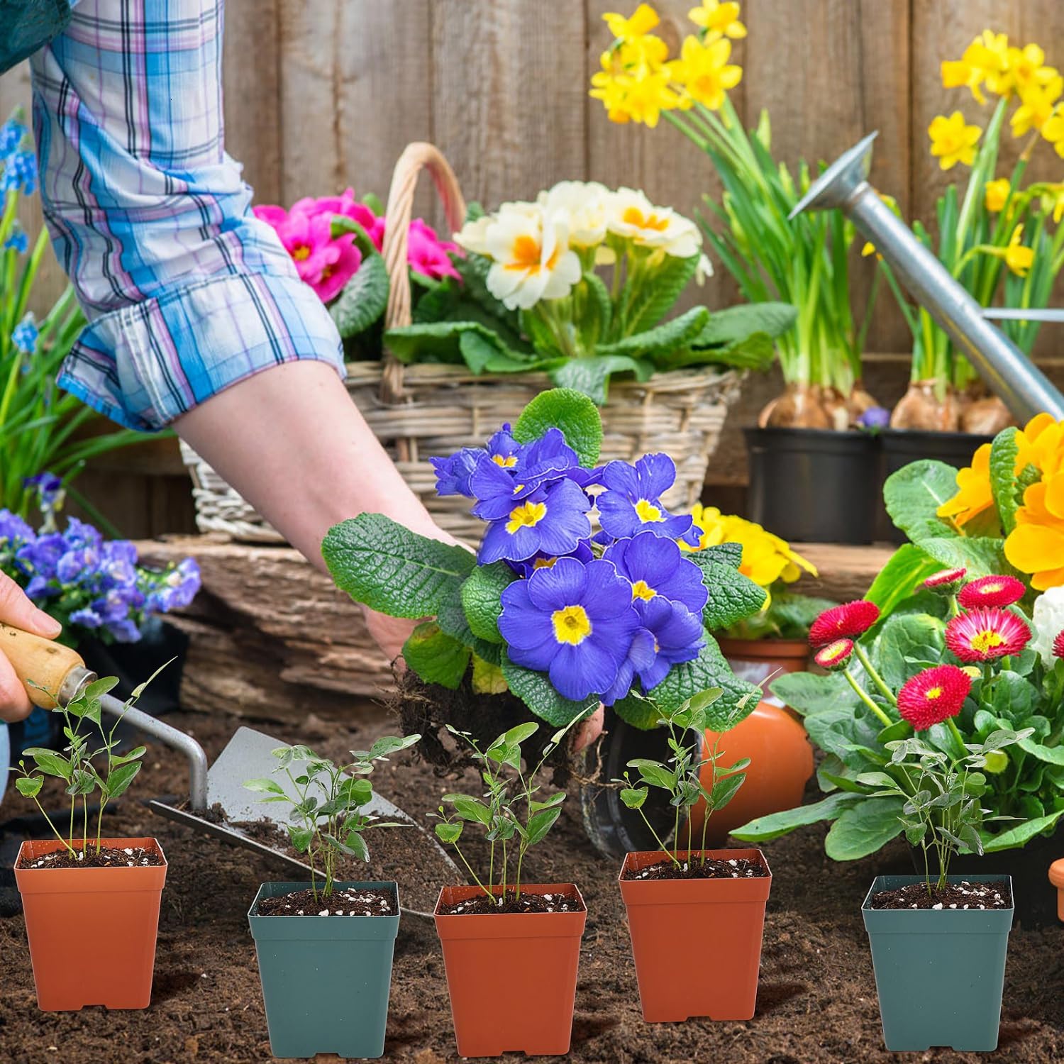 June Fox square seedling pots for greenhouse and outdoor projects.