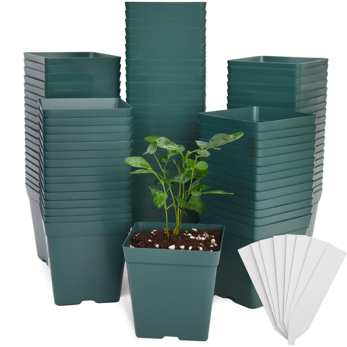 June Fox green square nursery pots with labels, a complete seedling starter set.