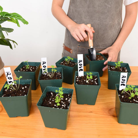 June Fox pots in a greenhouse setting, ideal for greenhouse and outdoor planting.