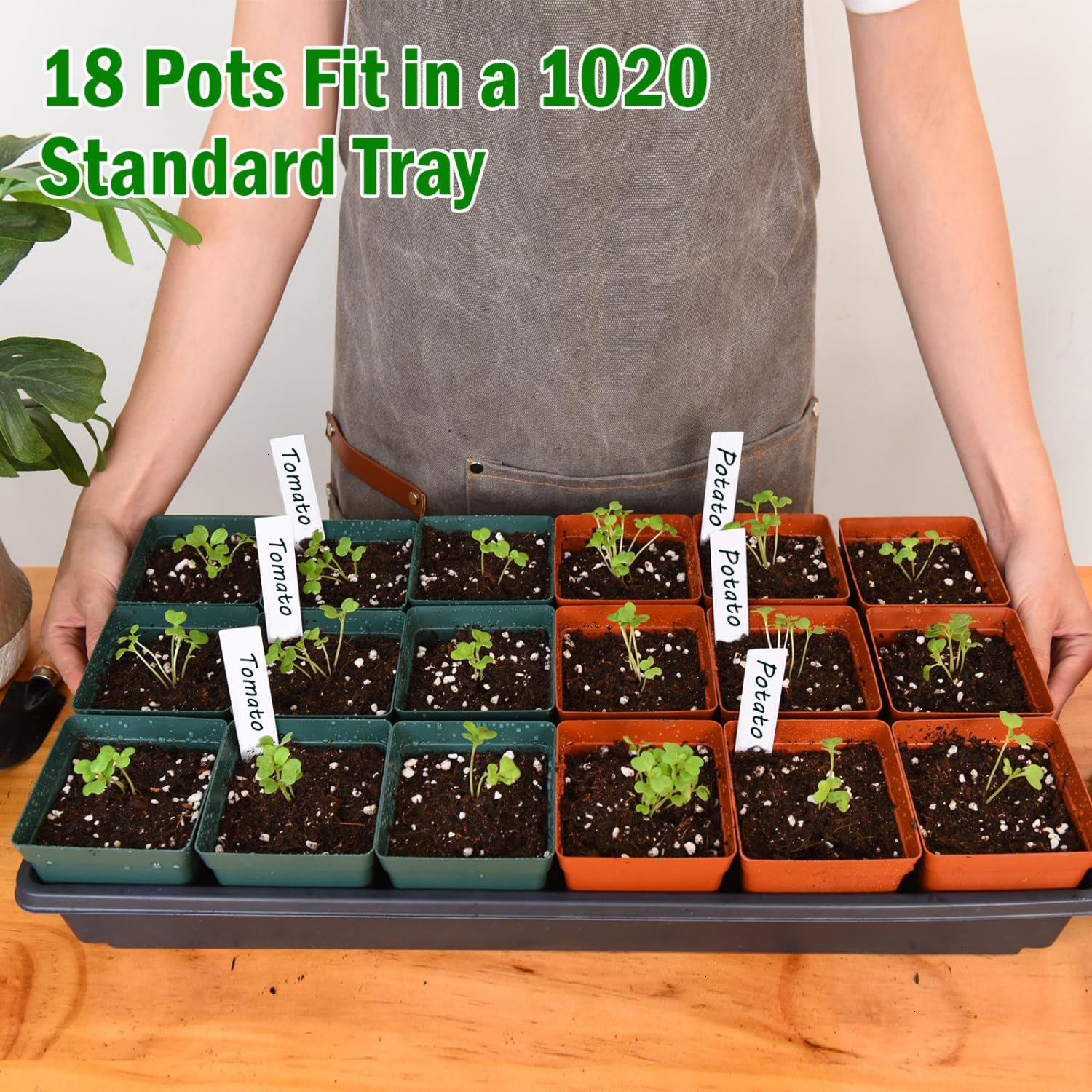 June Fox pots fit 1020 flats, saving space in trays.