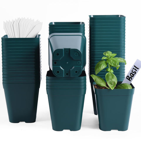 June Fox 4-inch square seedling pot with drainage holes for healthy roots.