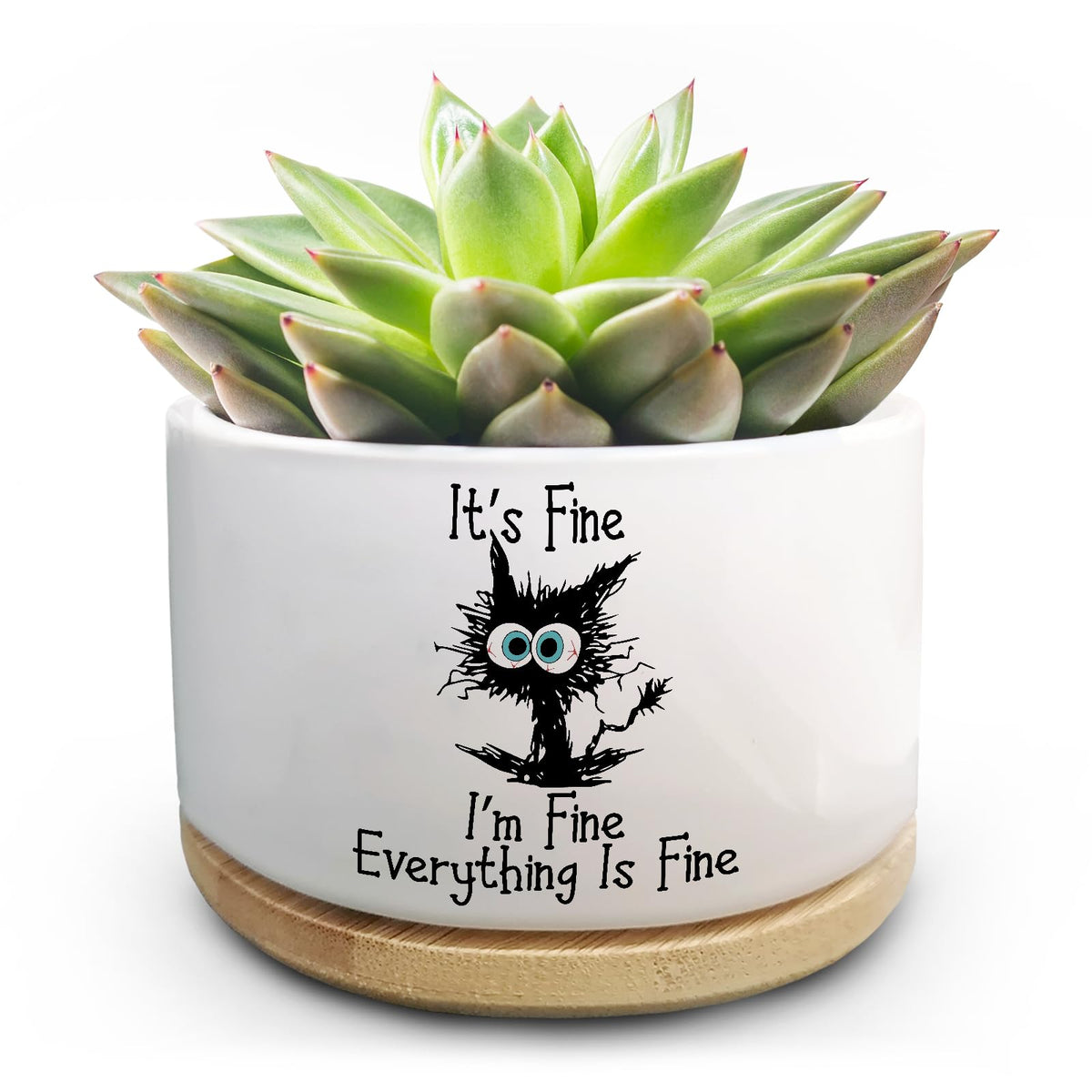 Jutasty funny cat pot for succulents on a shelf with drainage
