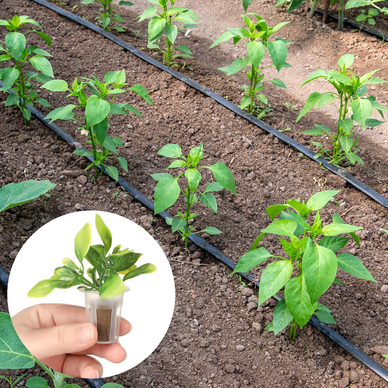Jutom hydroponic kit ready for outdoor balcony gardening