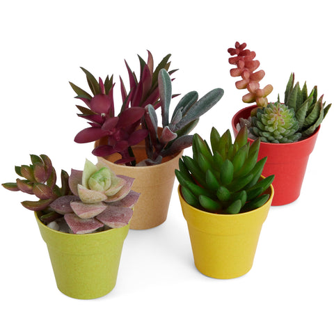 Juvale colorful planters enhance décor on shelves and balconies