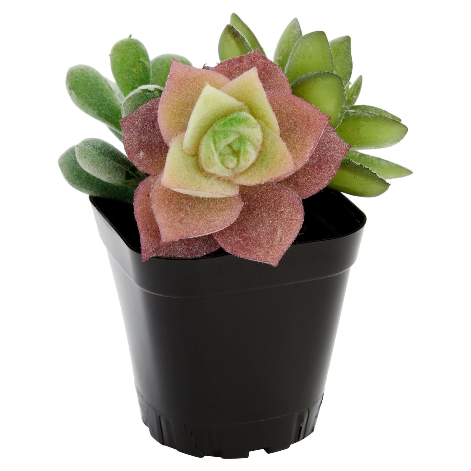Juvale indoor-outdoor planter seed starter suitable for versatile growing setups.