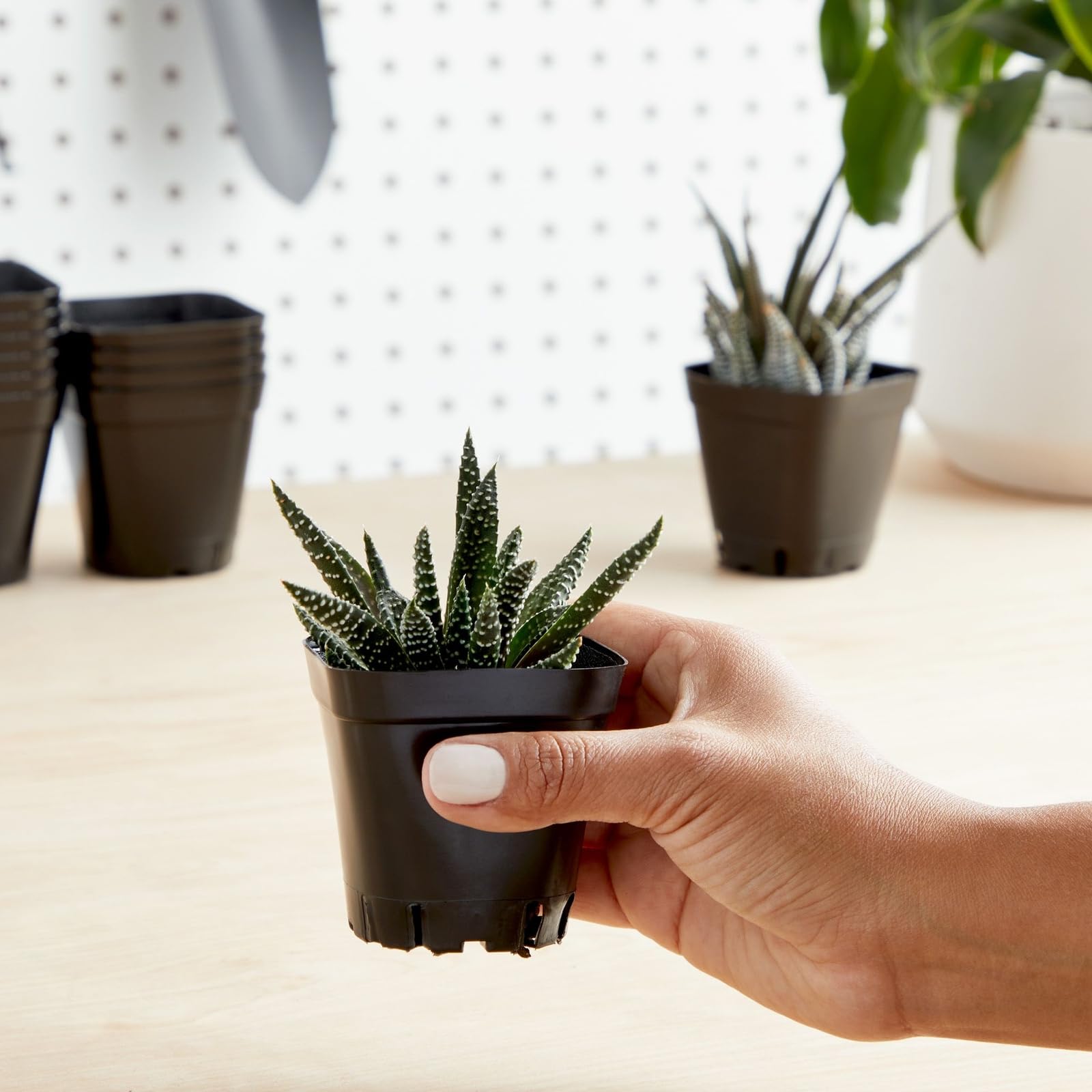 Juvale seedling planter 2.6-inch square supports orderly herb and seed germination.