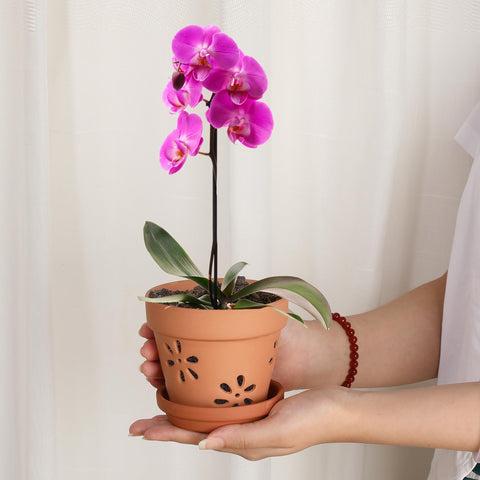 JUXYES heavy terracotta pot provides stability for top-heavy orchids.