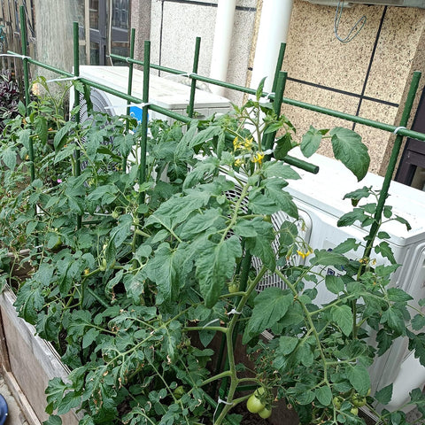 20-pack packaging ensures ample support across multiple plants in a balcony or yard
