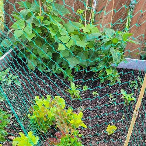 Netting over a vegetable garden bed protecting plants while permitting airflow