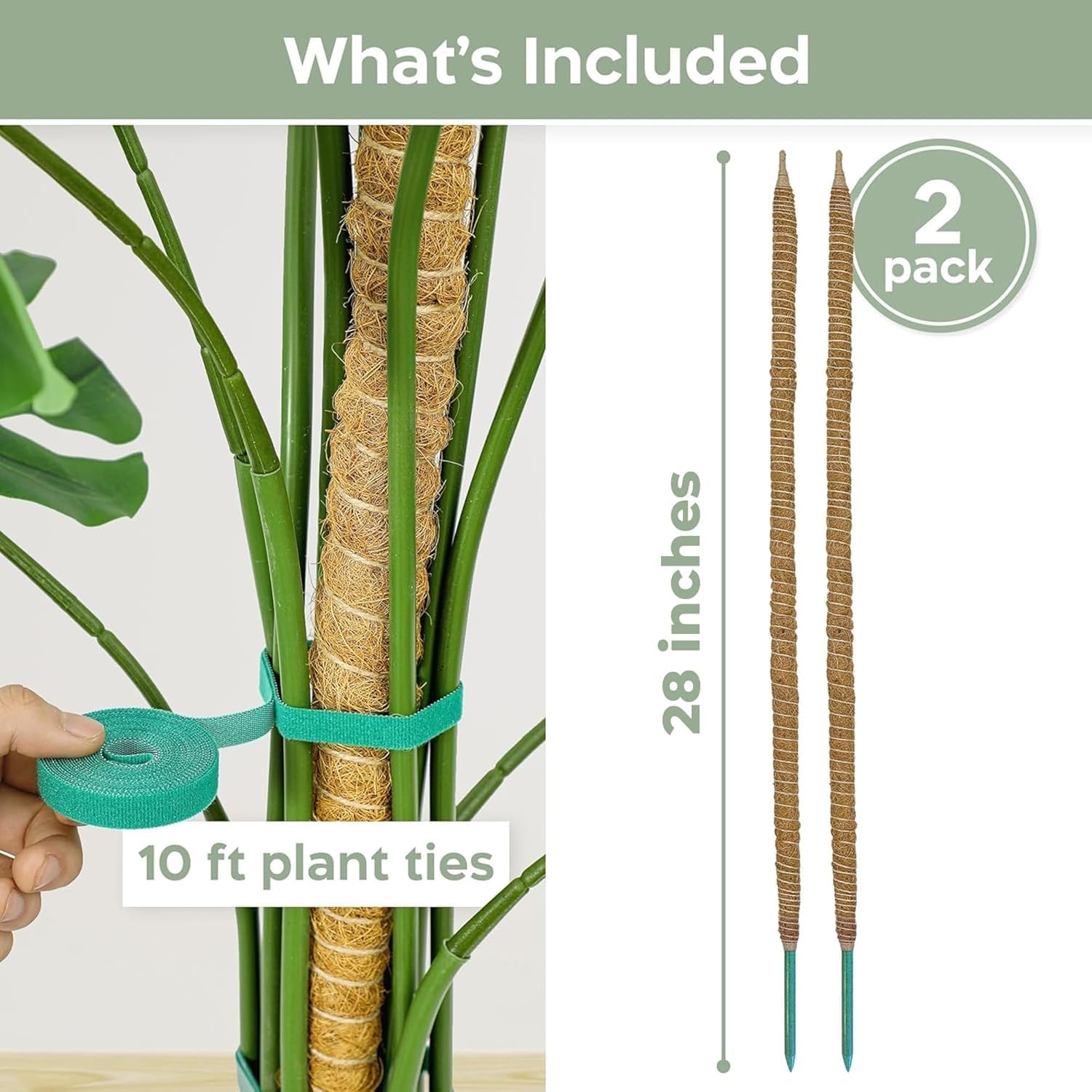 K-Brands Monstera climbing pole enables natural wrapping and lush growth