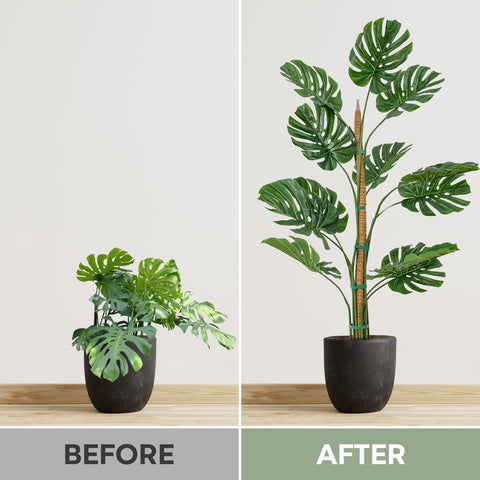 K-Brands tall moss poles for easy installation and growth control