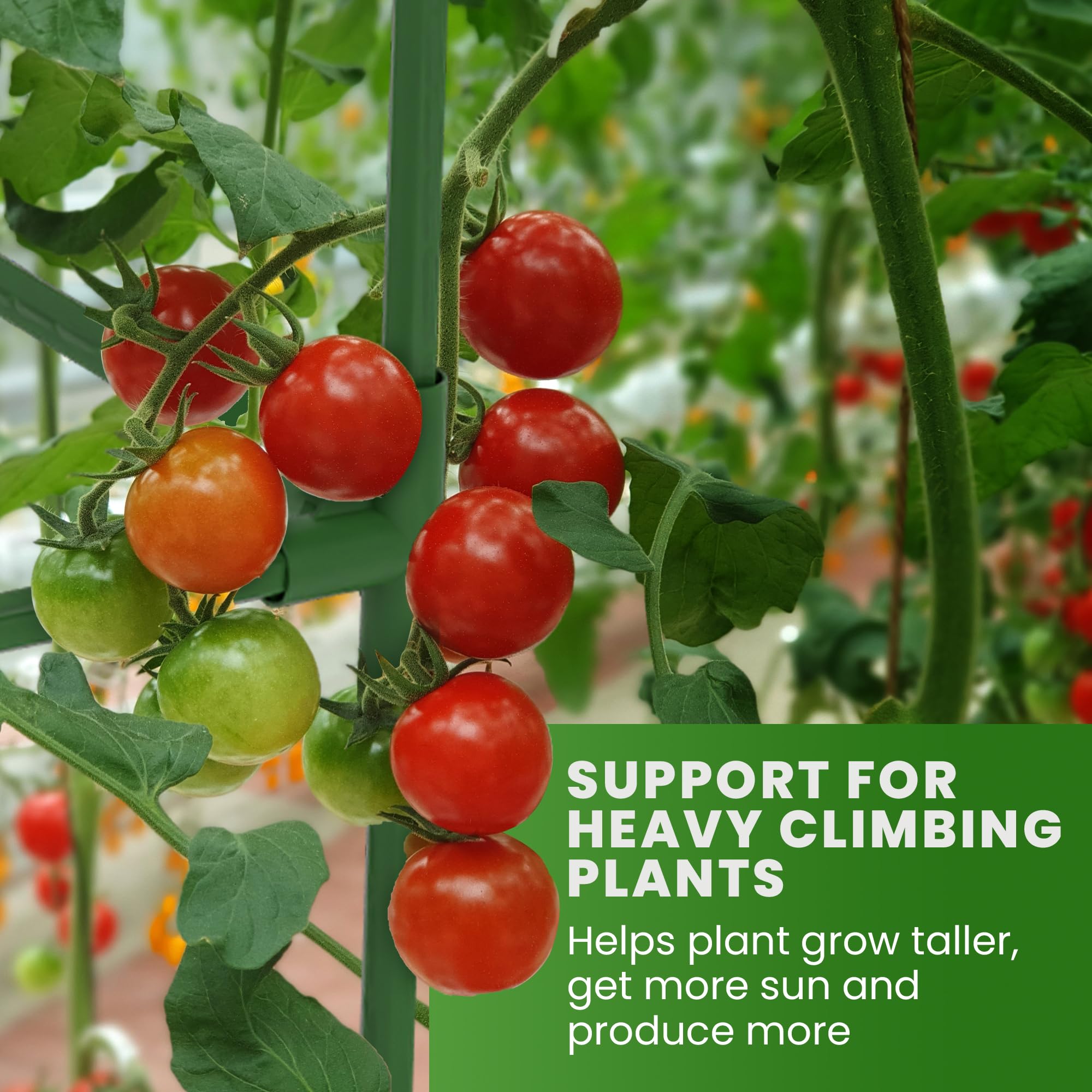 K-Brands Tomato Cage Square ideal for cucumbers and peppers with strong vertical growth.