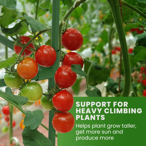 K-Brands Tomato Cage Square ideal for cucumbers and peppers with strong vertical growth.
