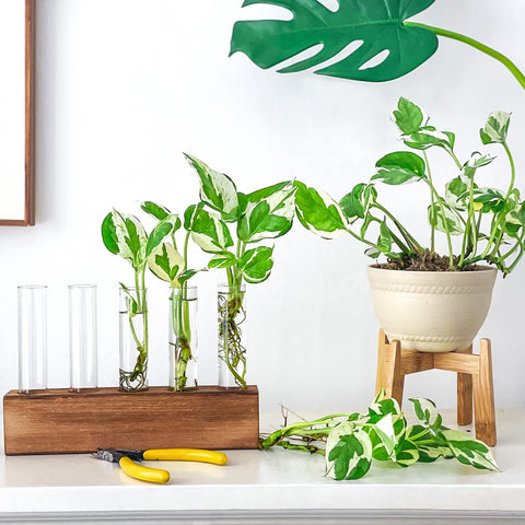 KAXYEW houseplant key chain gift complements the packaging