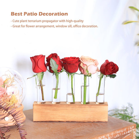 KAXYEW propagation tubes in gift box, ideal for plant lovers