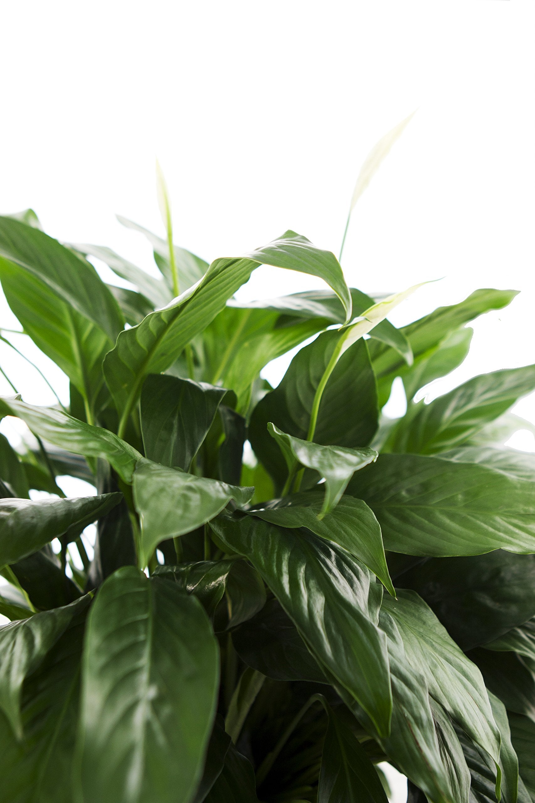 KaBloom peace lily buds opening within days after transit