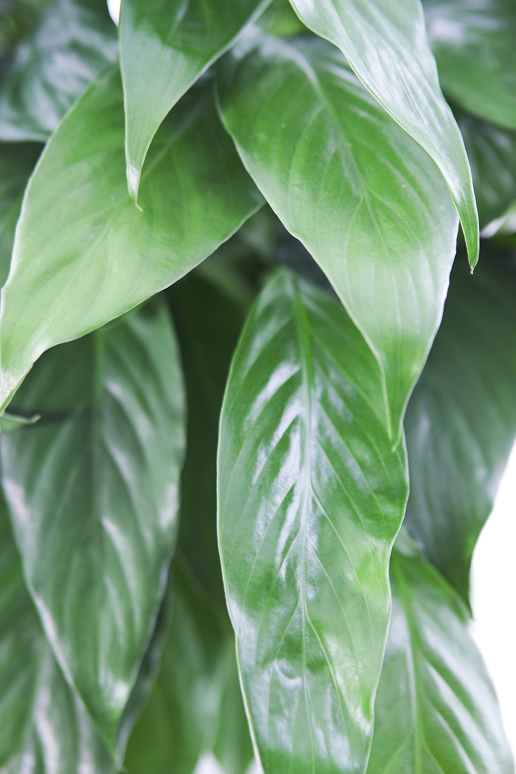 KaBloom peace lily in burlap cover as a gift-ready centerpiece