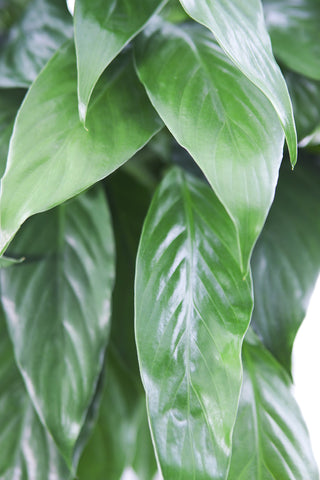 KaBloom peace lily in burlap cover as a gift-ready centerpiece