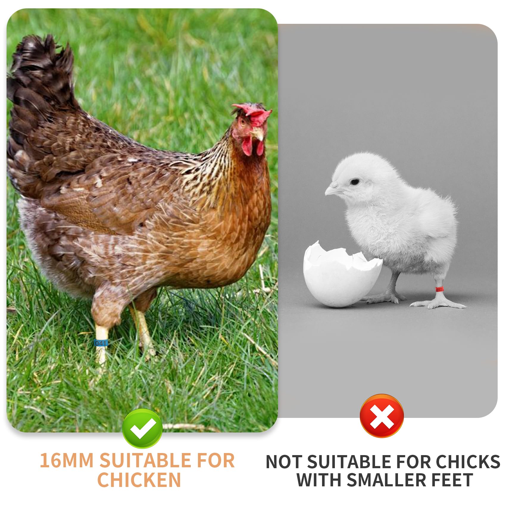 Kailund suitable for bantam, duck, and medium birds