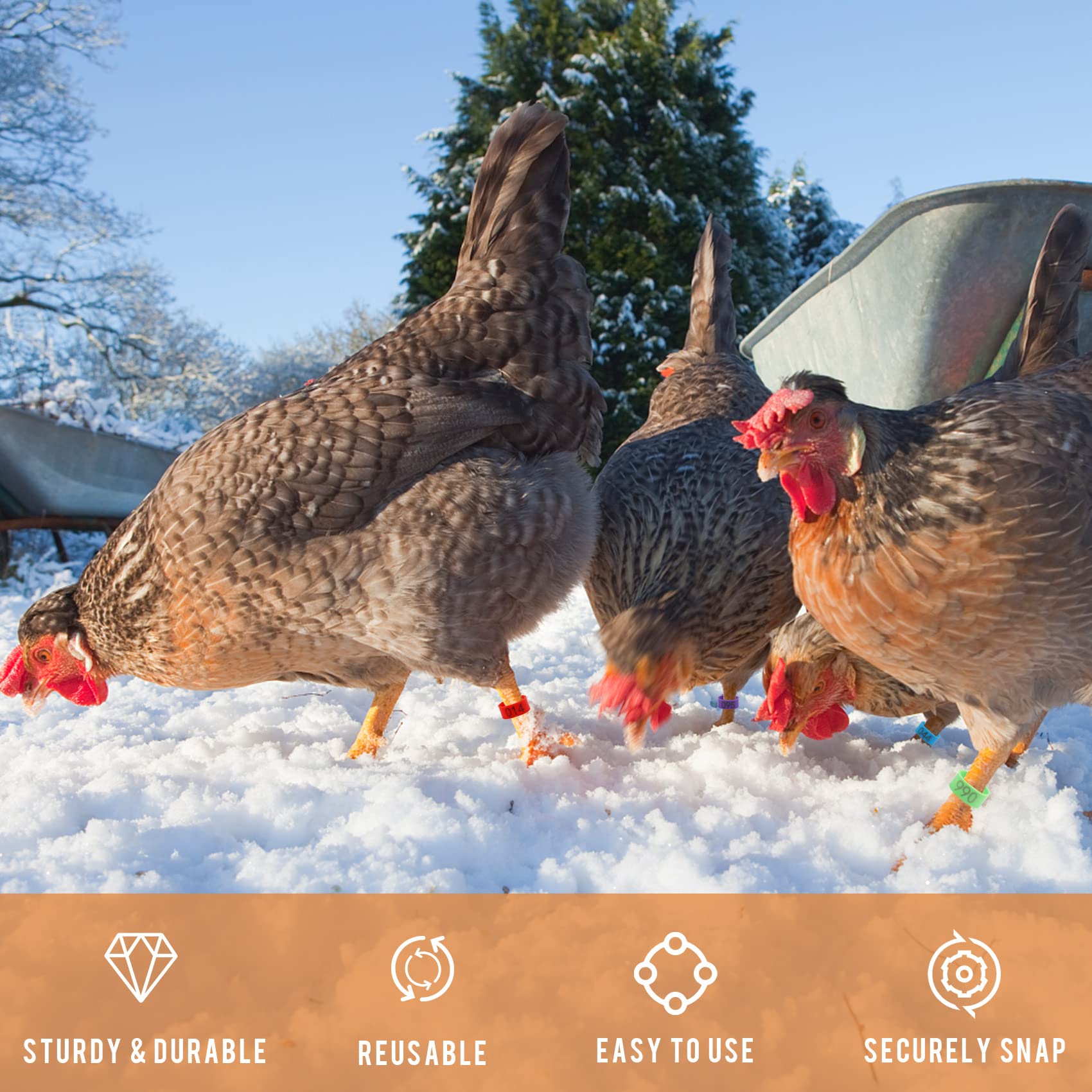 Kailund poultry management tags help distinguish breeds efficiently
