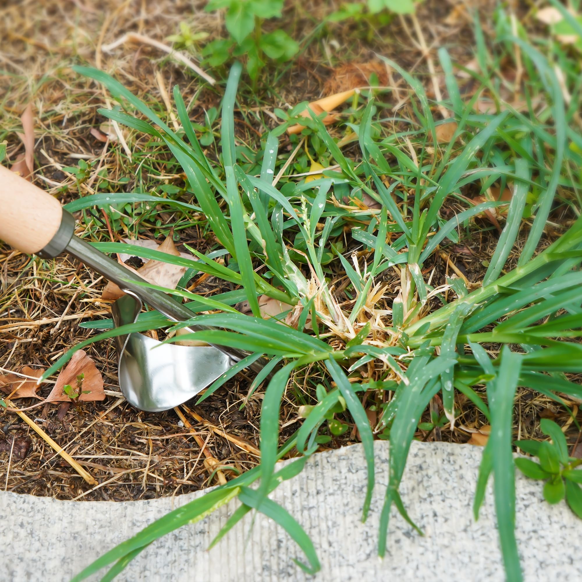 Kaimfdg four-teeth weed digger loosens soil and uproots weeds.