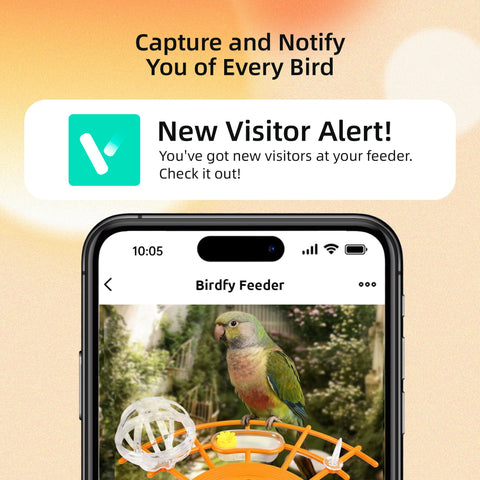 Kaixincz 2K HD live stream shows backyard birds in real time