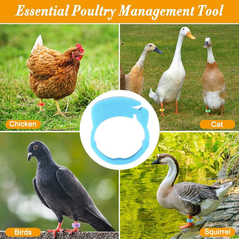 Kalekey leg bands are ideal for breeders and farms.