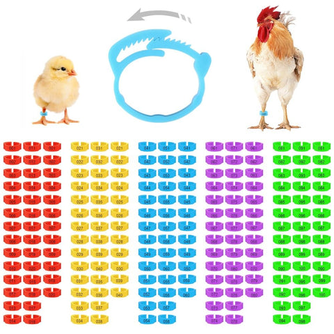 Kalekey chicken leg bands multicolor set for clear flock identification and organization.