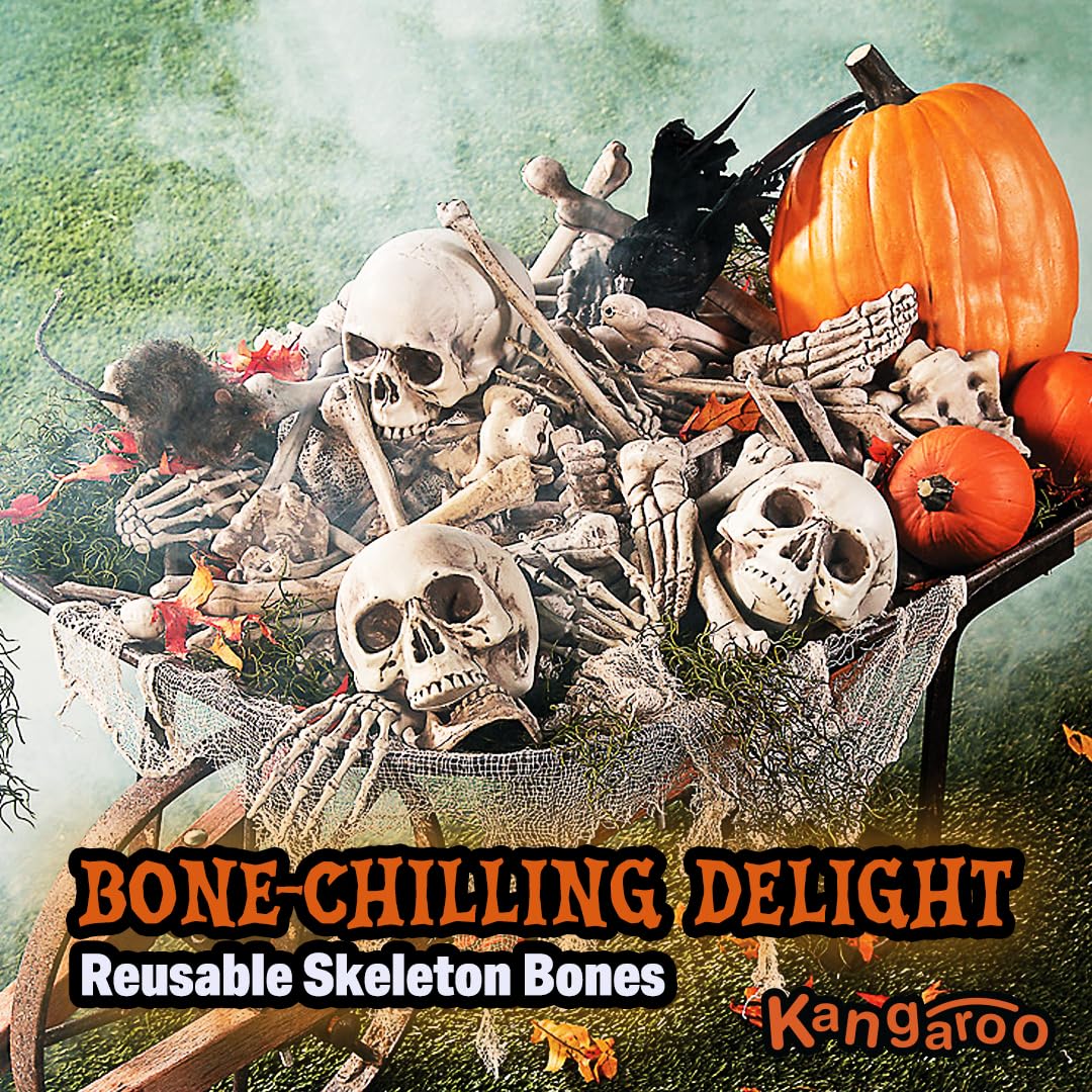 Kangaroo plastic skeleton bones are durable yet lightweight for easy arranging.